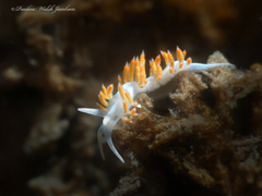 Flabellina dushia