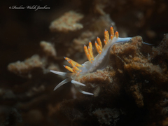 Flabellina dushia