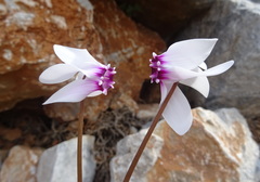 Cyclamen graecum mindleri