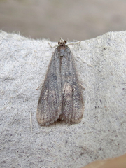 Parapoynx maculalis
