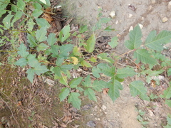 Toxicodendron radicans negundo
