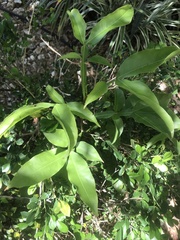 Melicoccus bijugatus