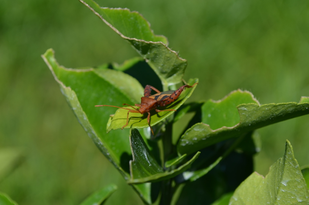 Agronomia - Entomologia