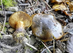 Cortinarius atrovirens