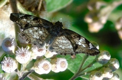 Antigonus emorsa