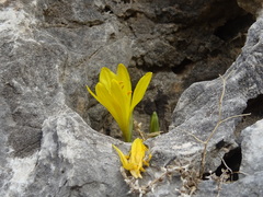 Sternbergia lutea greuteriana