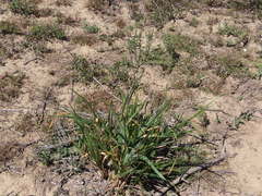 Chlorophytum capense