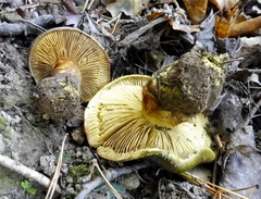 Cortinarius atrovirens