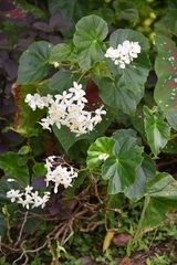 Begonia obliqua