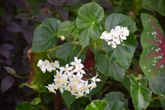 Begonia obliqua