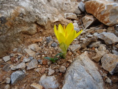 Sternbergia lutea greuteriana