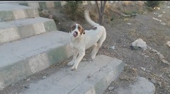 Canis familiaris