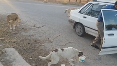 Canis familiaris