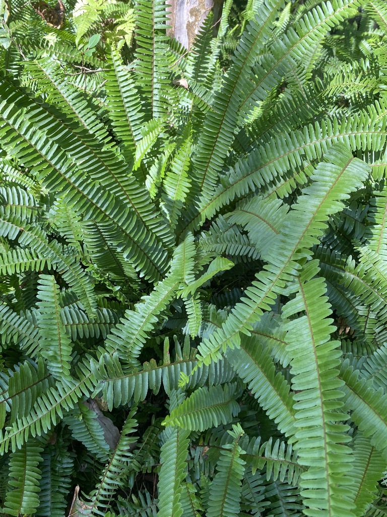 Fishbone Fern from Tampa Palms, Tampa, FL, USA on October 19, 2021 at ...