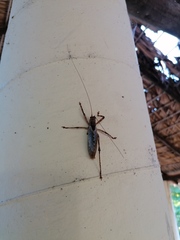 Ancistrocercus circumdatus