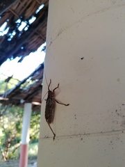 Ancistrocercus circumdatus