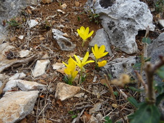 Sternbergia lutea greuteriana