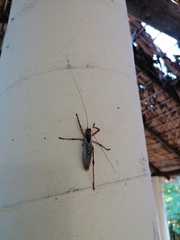 Ancistrocercus circumdatus