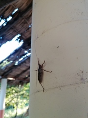 Ancistrocercus circumdatus