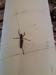 Ancistrocercus circumdatus