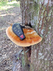 Inonotus quercustris