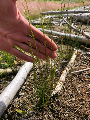 Triglochin palustris