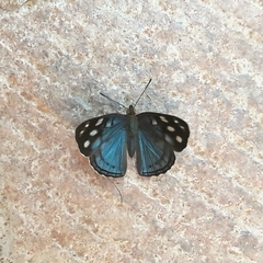 Dynamine tithia tithia