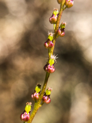 Triglochin palustris