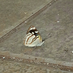 Dynamine tithia tithia