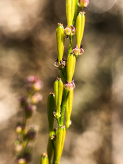 Triglochin palustris