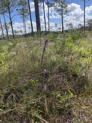 Liatris chapmanii