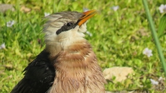 Acridotheres leucocephalus