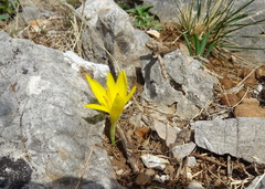 Sternbergia lutea greuteriana