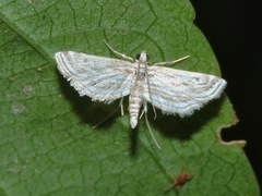 Parapoynx fluctuosalis