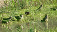 Myiopsitta monachus