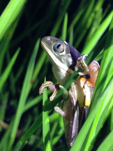 Southern Orange-legged Leaf Frog