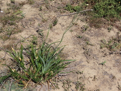 Chlorophytum capense