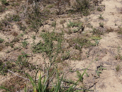 Chlorophytum capense