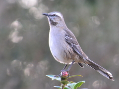 Mimus thenca