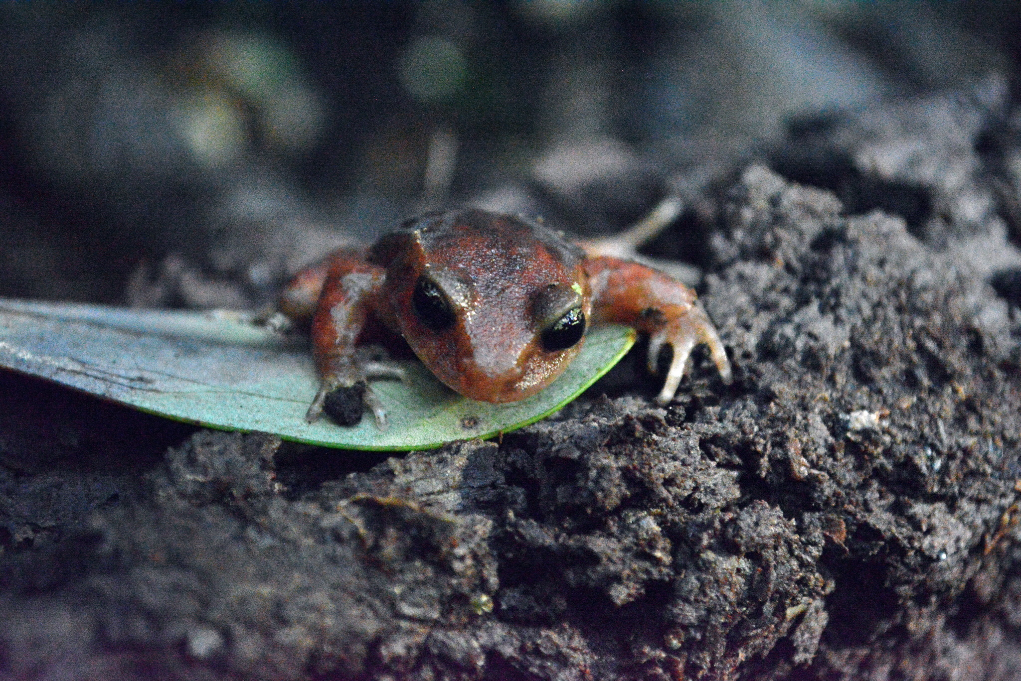 Eupsophus altor Nuñez, Rabanal & Formas, 2012