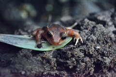 Eupsophus altor