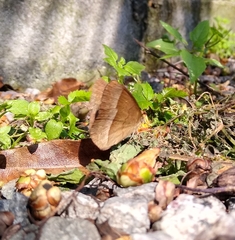 Capronnieria galesus