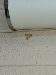 Neoterpes edwardsata