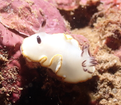 Ardeadoris scottjohnsoni