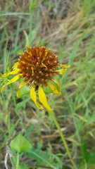 Tetragonotheca texana