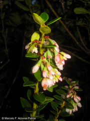 Vaccinium floribundum
