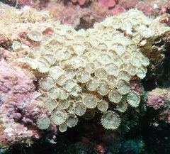 Palythoa heliodiscus