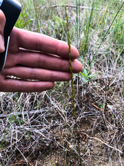 Triglochin palustris