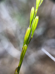 Triglochin palustris