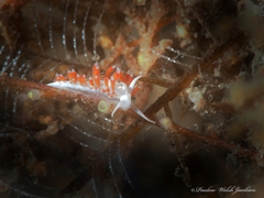 Flabellina dushia